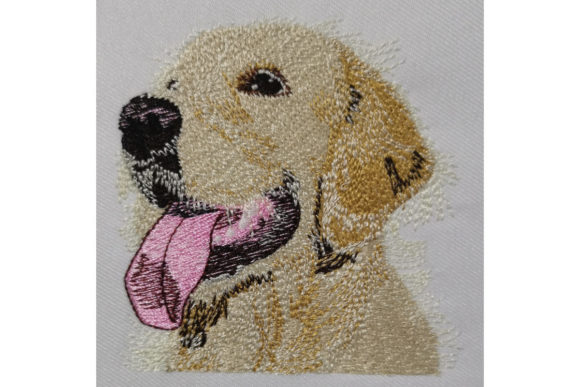Download Golden Retriever - Premium Resources